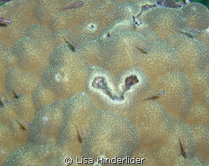 A Heart shape from the sea for Valentines Day! by Lisa Hinderlider 